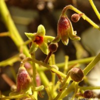 Sterculia urens Roxb.